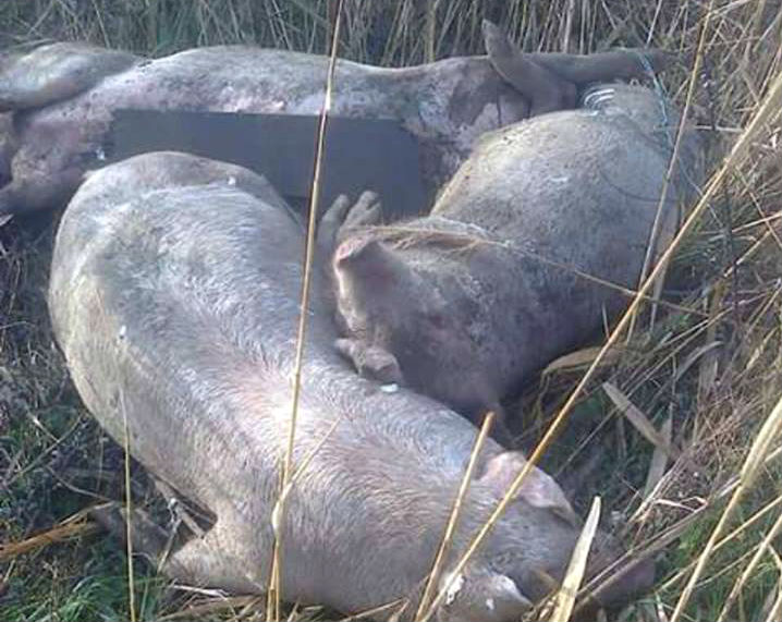 porci morti pe camp 1
