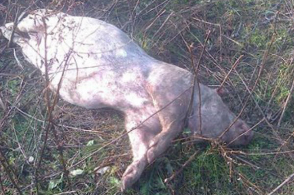 porci morti pe camp 2