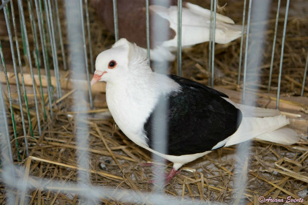Expozitie Campina1