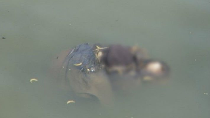 cadavru femeie in lac