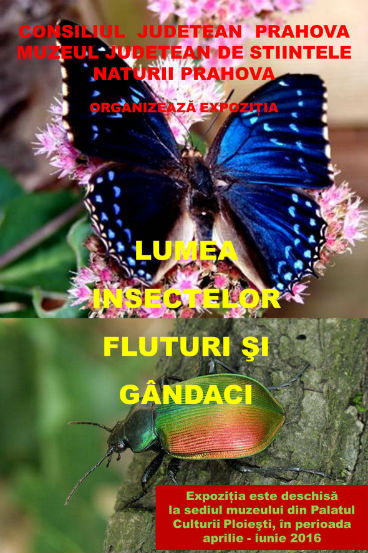 Lumea insectelor