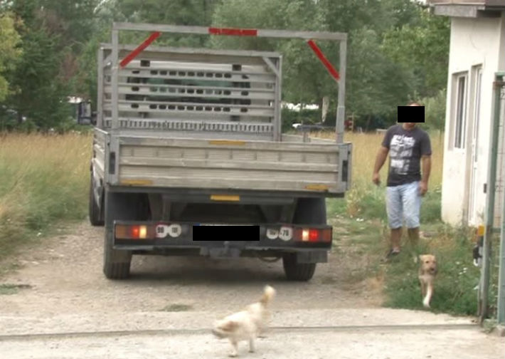 adapost caini Targsorul Vechi