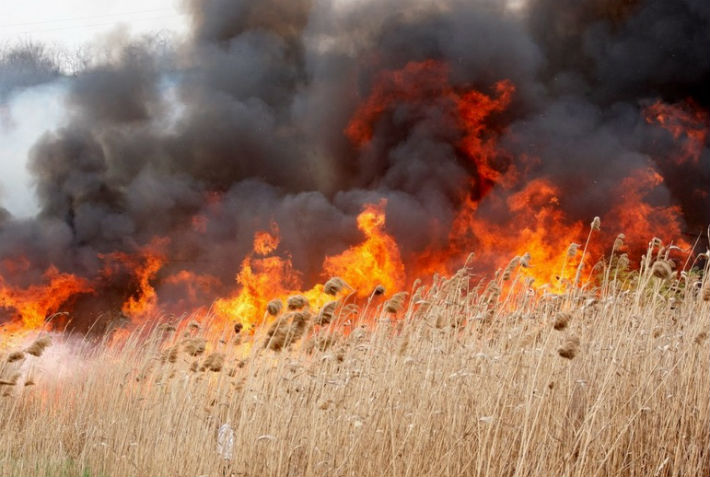 incendiu vegetatie1