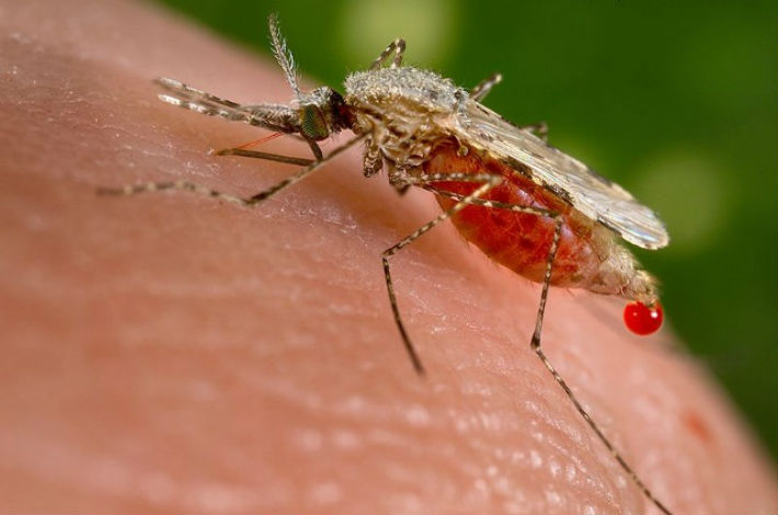 mosquito-west-nile-virus