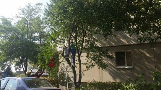 taiere arbori care obtureaza semne de circulatie