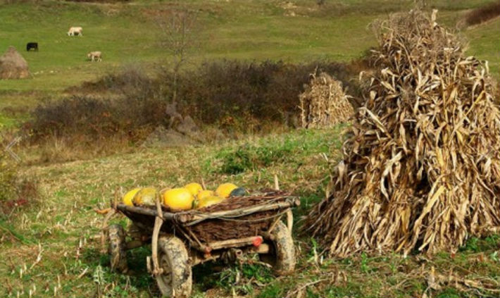 caruta cu stiuleti