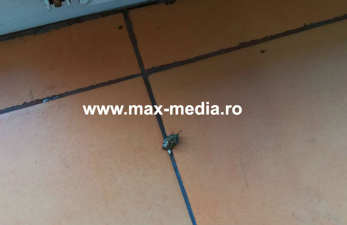 gandaci morti liceu 1 copy
