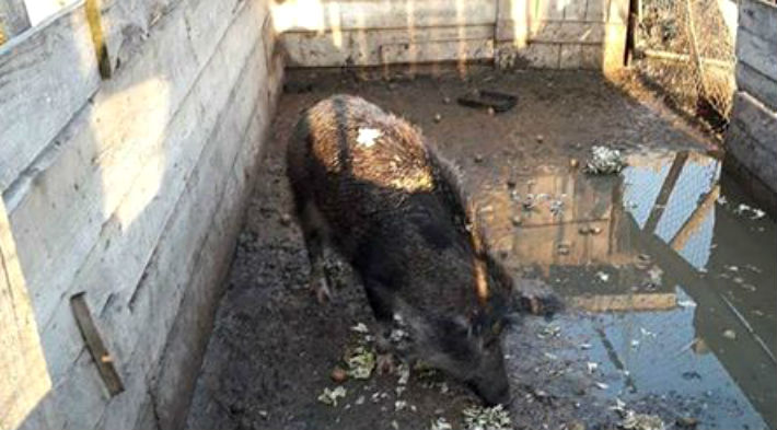 porc mistret de vanzare