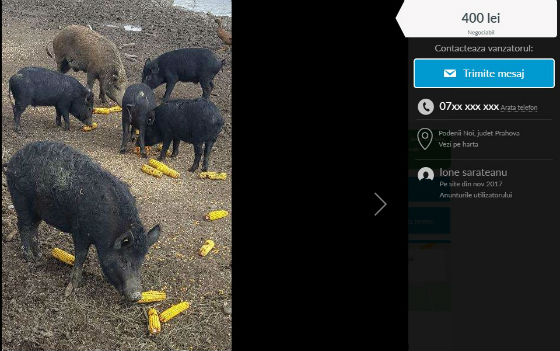 porci mistreti de vanzare