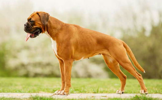 boxer-dog