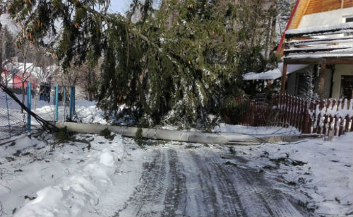 copaci cazuti Sinaia