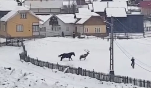 cal si cerb suceava
